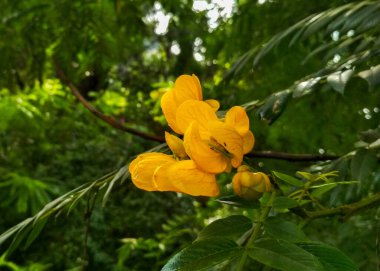 Canlı bir sarı Senna spektabilis kümesi, yemyeşil yapraklara dayanan bir daldan çiçek açar. Hassas, damarlı yapraklar koyu yeşil yapraklarla çarpıcı bir kontrast oluşturuyor..