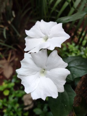 A pair of white Thunbergia fragrans flowers, known as Whitelady vine, stand out against green foliage. Their ruffled petals and yellow centers highlight their delicate beauty. clipart