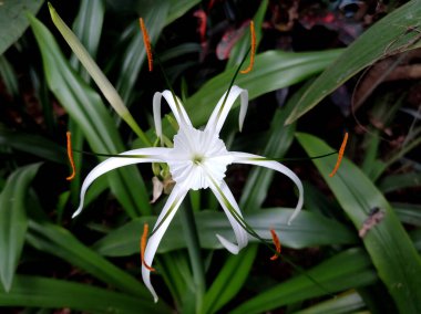 Hymenocallis littoralis ya da plaj örümceği zambağı, ince beyaz taç yapraklarıyla, yıldızımsı güzelliğini ortaya çıkarır..