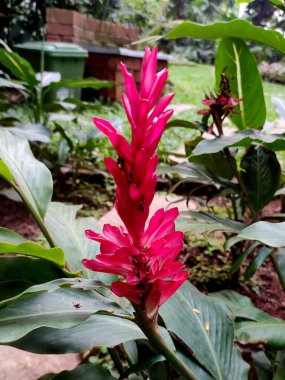 Canlı bir Alpinia purpurata, ya da Red Ginger, tüylere benzeyen çarpıcı koni şeklindeki kırmızı frenlerini sergiler. Yemyeşil yeşillik dramatik görsel çekiciliğini arttırır.