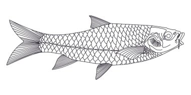 A detailed line drawing of the Mahanadi Mahseer (Tor mosal mahanadicus), a critically endangered fish native to India, showcasing its elongated body, prominent scales, and mouth for educational use. clipart