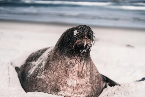 Niedliche Robbe Liegt Friedlich Schlafend Weißen Sand Des Einsamen Strandes — Stockfoto