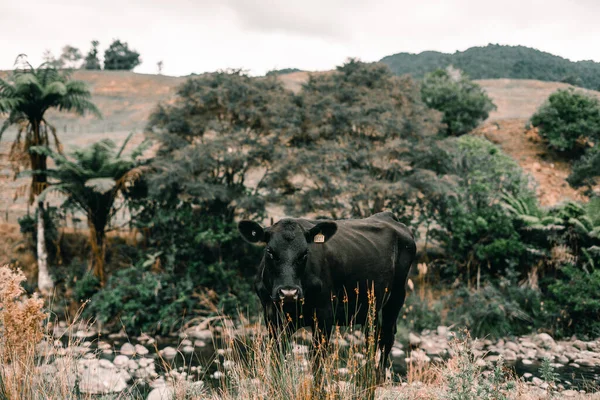 Grande Vaca Preta Magro Olhando Para Fotógrafo Lado Rio Raso — Fotografia de Stock