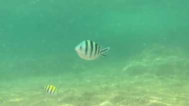 Deniz tabanında kristal suların altında hareket eden birkaç balık iPhone ile vuruldu.