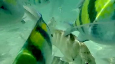 Denizin dibindeki kameraya yaklaşan çizgili balıklar iPhone ile çekiliyor.