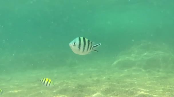 Alguns Peixes Movendo Sob Águas Cristalinas Fundo Mar Tiro Com — Vídeo de Stock