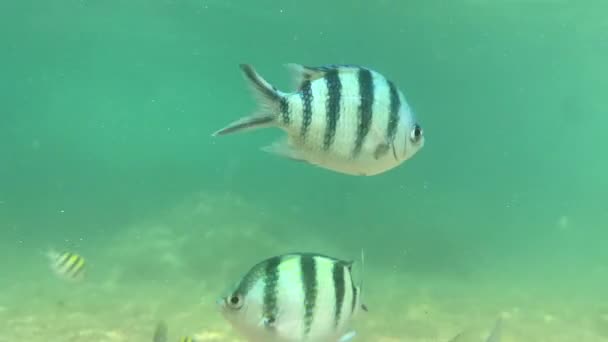 Sommige Tropische Vissen Zwemmen Zeebodem Onder Ondiep Helder Water Beschoten — Stockvideo