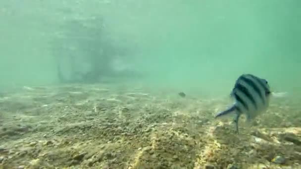Achter Een Vis Aan Zwemmen Zeebodem Onder Zonnestralen Neergeschoten Met — Stockvideo