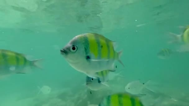 Кусок Рыбы Близок Камере Плавают Чистой Воде Кусочек Айфоном — стоковое видео