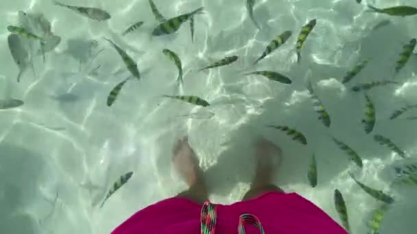 浅水浅水鱼中穿着粉色短裤的男人 用Iphone射击 — 图库视频影像