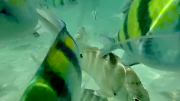 带条纹的鱼接近海底的相机 用Iphone射击 — 图库视频影像