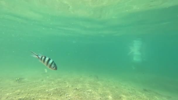 有几条鱼在海里游来游去 背后有一个人 用Iphone射击 — 图库视频影像