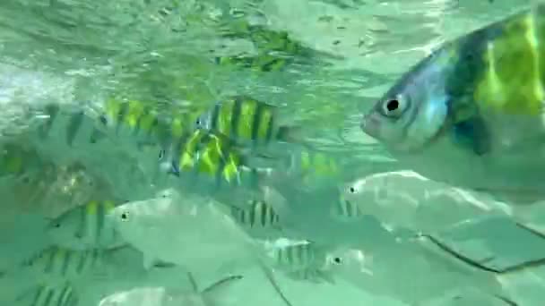 Eine Gruppe Fische Schwimmt Schnell Und Nah Der Kamera Kristallklaren — Stockvideo