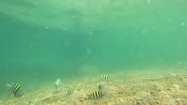 一小股条纹鱼在海底起泡的水里游来游去 用Iphone射击 — 图库视频影像