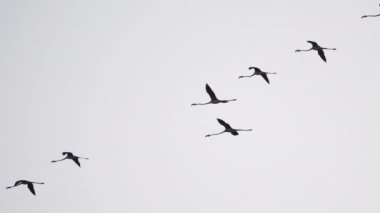 İspanyol Ulusal Parkı 'nda uçan flamingo sürüsü.