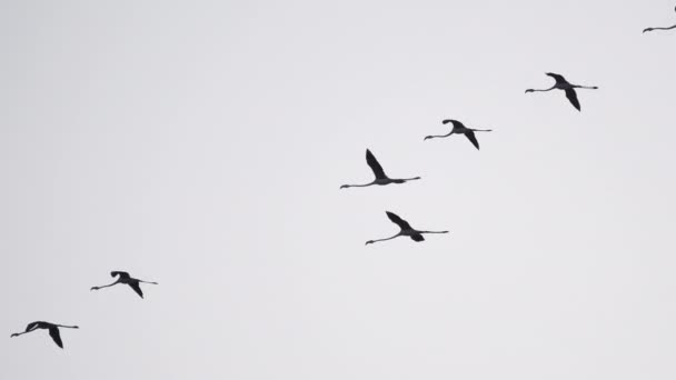Flock Flamingos Flyger Högt Spansk Nationalpark Natur Video — Stockvideo
