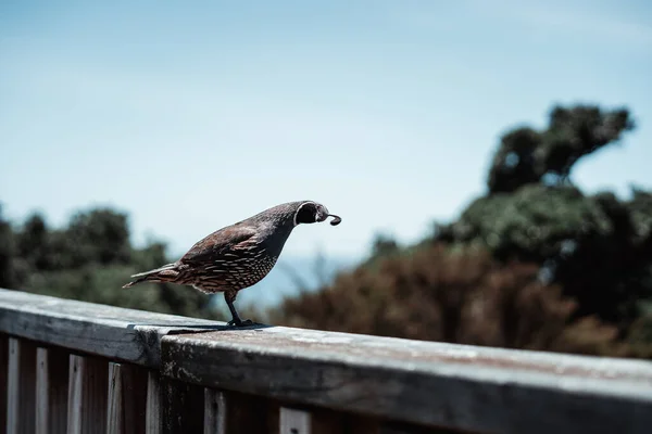 Pájaro Cresta Exótico Posado Sobre Una Barandilla Lifestyle Travel Concept — Foto de Stock