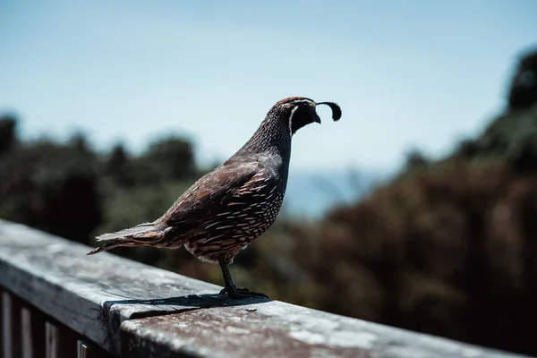 Pájaro Con Plumas Exóticas Encaramado Perfil Lifestyle Travel Concept — Foto de Stock