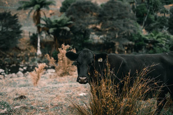Grande Vaca Negra Intimidado Pela Presença Fotógrafo Prado Lado Das — Fotografia de Stock