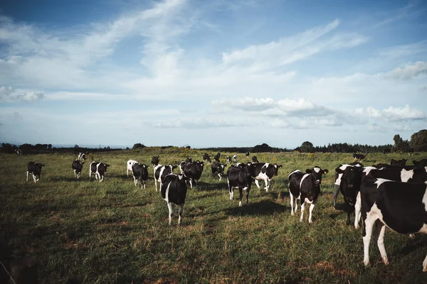 Manada Vacas Lecheras Pastando Tranquilamente Gran Prado Plano Verde Con — Foto de Stock
