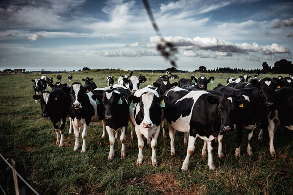 Divertido Rebaño Vacas Lecheras Blanco Negro Gran Prado Verde Con — Foto de Stock