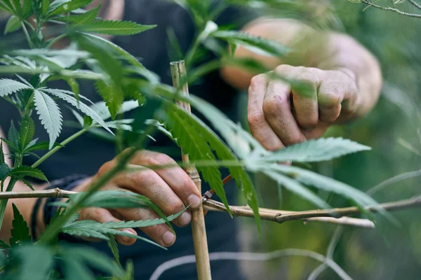 Cuidado Las Grandes Plantas Cannabis Jardín — Foto de Stock
