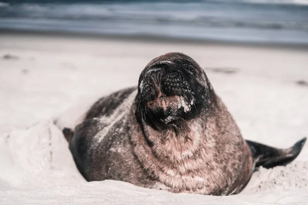 Schöne Freundliche Braune Robbe Ruhig Und Entspannt Liegend Weißen Sandstrand — Stockfoto