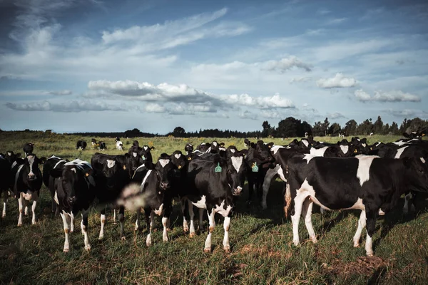 Grande Prado Verde Gramado Com Muitas Vacas Pretas Brancas Lugar — Fotografia de Stock