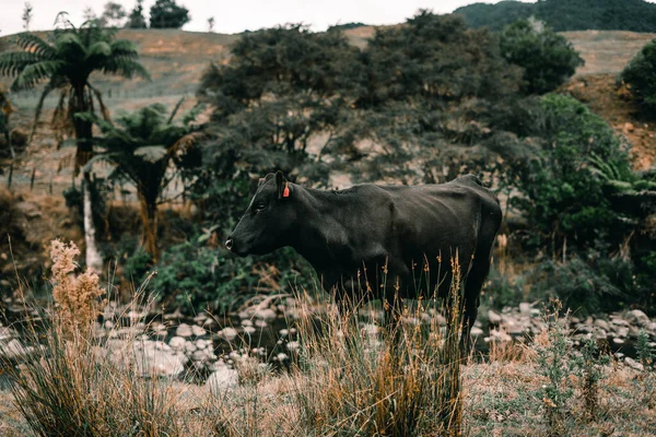Calma Vaca Flaca Negro Grande Junto Río Poco Profundo Con — Foto de Stock