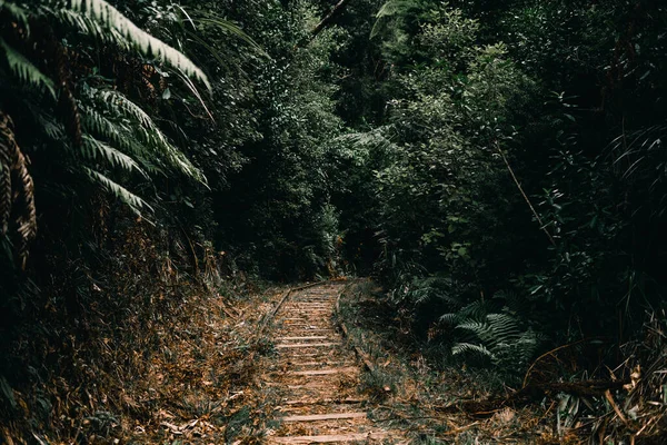 Stock image old train line with rails rusted by the passage of time and buried by the plants and vegetation of the lush forest on donut island, new zealand - LIfestyle concept