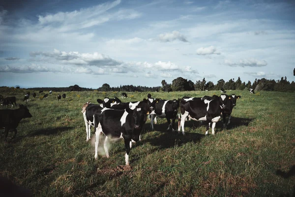 Manada Vacas Bonitas Preto Branco Olhando Para Câmera Prado Verde — Fotografia de Stock