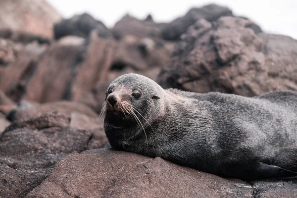 stock image cute furry seal with long whiskers small ears and small eyes lying relaxed and calm on the stones and rocks near the beach, sandfly bay, new zealand - Nature concept