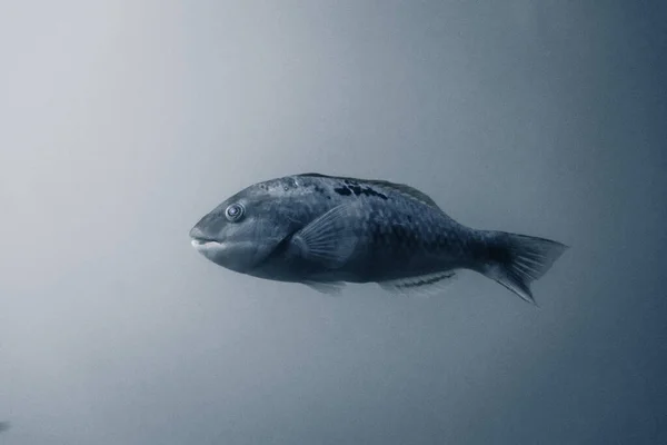 Velké Ryby Plavat Klidně Uvolněně Dně Moře Vidět Skla Akvária — Stock fotografie