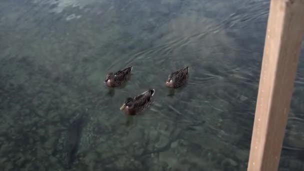 在尼尔森湖中平静的水里游泳的鸭子 新的热情 旅行理念 — 图库视频影像