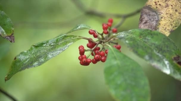 Primer Plano Las Grosellas Rojas Naturales Árbol Nueva Zelanda Concepto — Vídeo de stock
