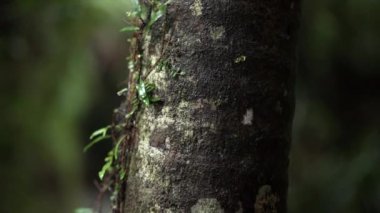 Orman ağacı ve tanınmayan bir kız arkasından geçiyor, Yeni Zelanda. Ağır çekim - Seyahat yaşam tarzı konsepti