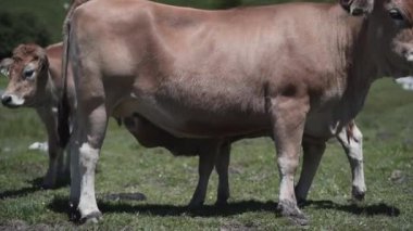 İspanya Asturias 'ta annesini emziren genç sığır eti - 4K Yatay Seyahat Videosu