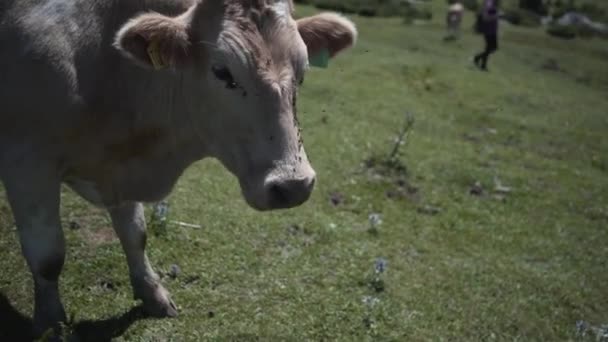 Vaca Comiendo Hierba Con Boca Llena Moscas Asturias Video Viaje — Vídeos de Stock