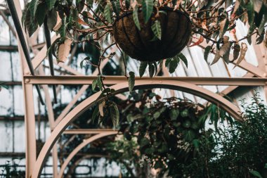 Botanik bahçesinin terası tavandan sarkan saksılar ve bitkiler farklı şekillerde güzel yeşil yapraklar botanik bahçesi vaftiz kilisesi, Yeni Zelanda doğanın yaşam tarzı konsepti.