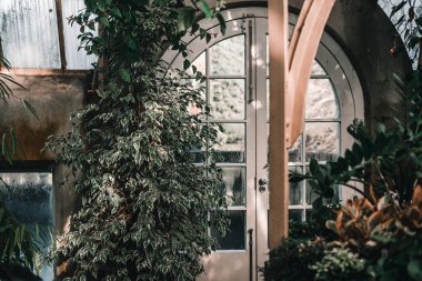 Şirin ve meraklı küçük yeşil ve beyaz yapraklar yağmurlu bir günde botanik bahçesinin cam kapısında yetişiyor botanik bahçesi vaftiz kilisesi, Yeni Zelanda - Doğa Yaşam Tarzı