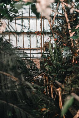 Islak camlı, sessiz bir botanik bahçesinde sayısız güzel bitki, botanik bahçesi kilisesi, Yeni Zelanda - Doğa Yaşam Tarzı Konsepti