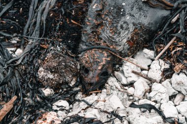 Kayaların arasında ölü bir fok leşi ve sahilin yakınında deniz yosunu, kaikoura, Yeni Zelanda - seyahat kavramı