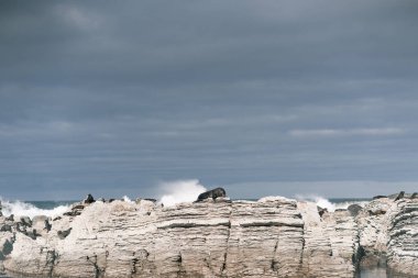 Büyük kayalıklarda uzanan tüylü fok deniz dalgalarının, kaikoura 'nın, Yeni Zelanda' nın yanında bulutlu bir gökyüzünün altında dinleniyor.