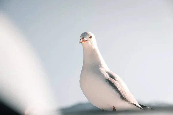 White Pretty Funny Seagull Standing Looking Camera Calm Relaxed Motionless — Stock Photo, Image