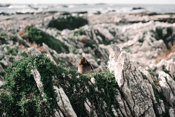 Robbenkopf Der Über Große Felsen Der Nähe Von Meer Und — Stockfoto