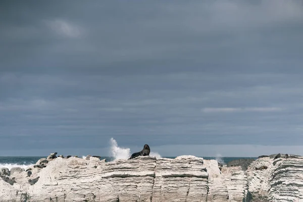 美丽的海豹 在阴天看着大海边岩石上的相机 巨浪冲击着石头 凯考拉 新的热情 旅行理念 — 图库照片