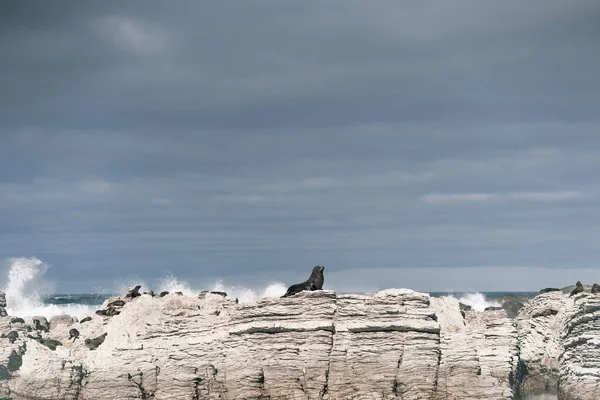 在阴天里 一只巨大的海豹平静而放松地躺在那里 直视前方海面上的海浪 — 图库照片