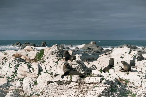 Group Seals Lying Calmly Big Rocks Sea Cloudy Day Kaikoura — Stock Photo, Image