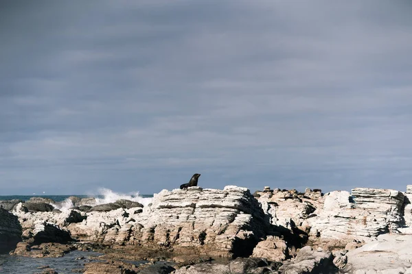 在多云的天气里 大海边的大石头上刻着美丽而孤独的封印 巨浪冲击着石头 凯考拉 新的热情 旅行理念 — 图库照片
