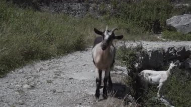 Arkadaşı çimlerin üzerinde beklerken kuzular kameraya yaklaşıyor. Seyahat konsepti.
